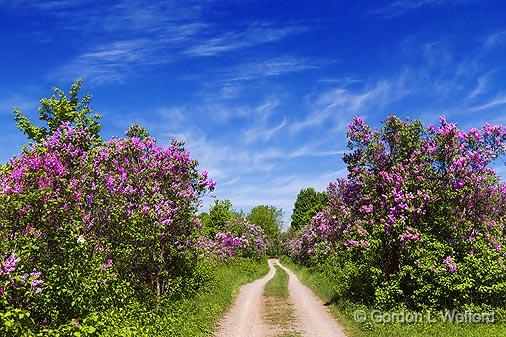 Lilac Lane_10199.jpg - Photographed at Frankton, the Lilac Capital of Ontario, Canada.